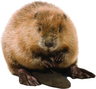 Cute Beaver Designs Picture PNG images