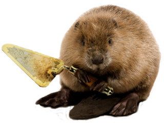 Game Playing Beaver Transparent Image PNG images