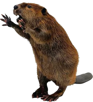 Hd Combative Beaver Transparent Background PNG images