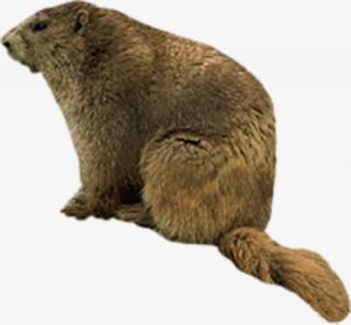 Mature Animal Beaver Photos PNG images