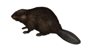 Smart Animal Beaver Pictures Image PNG images