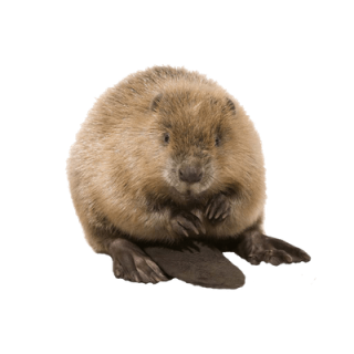 Smart Beaver Photo Symbol PNG images