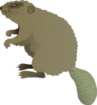 Sneaky But Funny Beaver Png Pictures PNG images