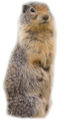 Standing And Following Beaver Photo PNG images