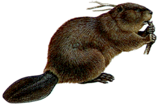 Stomping Your Belly Beaver Transparent Background PNG images