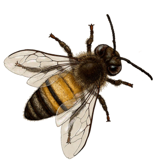 Bee PNG Images, Download 15000+ Bee PNG Resources with Transparent