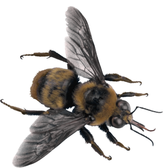 Download Png Bee High-quality PNG images