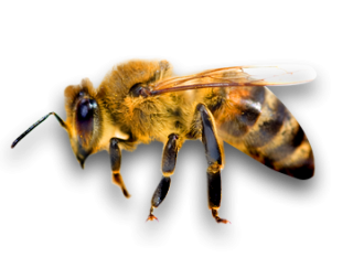 Png Background Bee Transparent PNG images