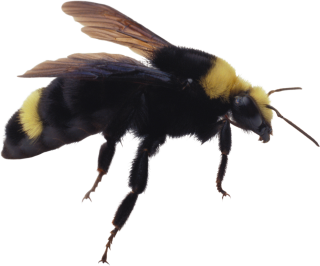 PNG Photo Bee PNG images