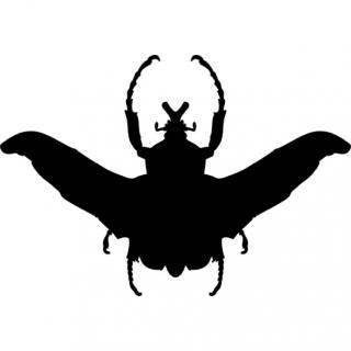 Beetle Free Svg PNG images