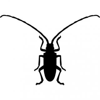 Size Beetle Icon PNG images