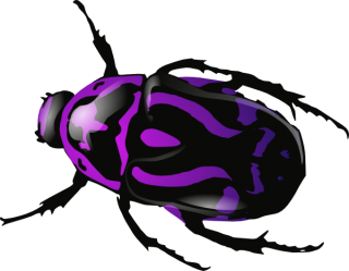 Free Beetle Files PNG images