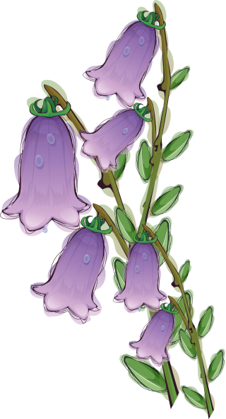 Bellflower Clip Art Flower Picture PNG images