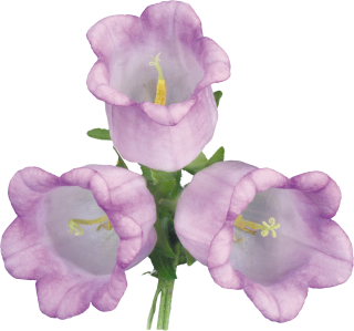Bellflower Clipart PNG images