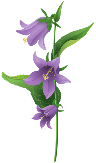 Bellflower Leaves Transparent Background PNG images