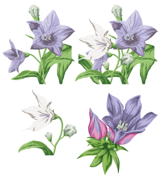 Bellflower PNG File PNG images