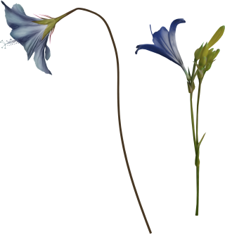 Bellflower Single Flowers Picture PNG images