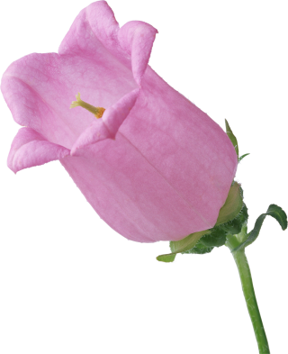 Big Pink Single Bellflower Branch Flower PNG images