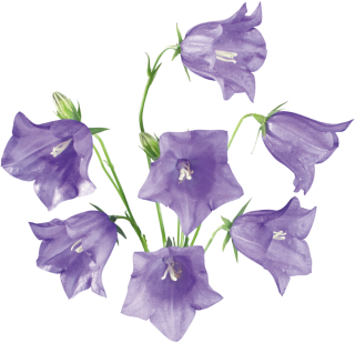 Bluebell Flowers Picture PNG images