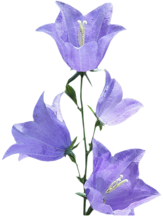 Bluebell, Morning Glory Flower Png PNG images