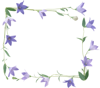 Border Bellflower Flower PNG PNG images