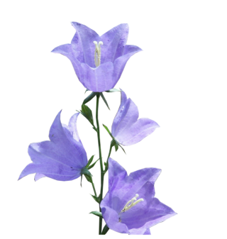 Flower Bellflower Background PNG images