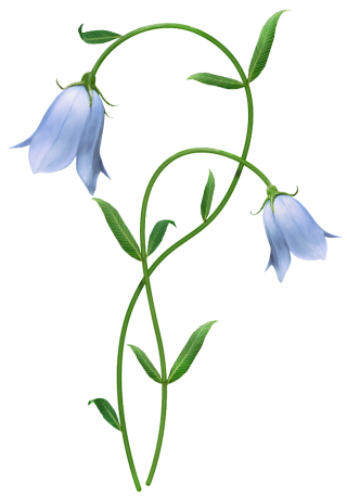 Flower Images Of Bellflower PNG images