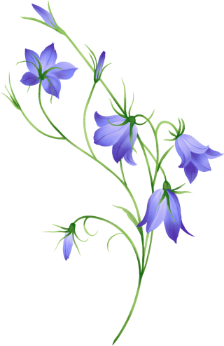 Morning Glory, Bellflower, Leaf, Nature PNG images