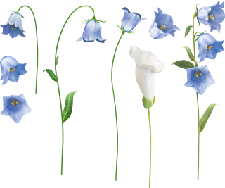 Morning Glory, Flowers, Blue, White, Purple Flowers PNG images