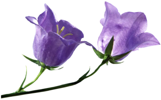 Nature, Bluebell, Bellflower, Purple, Branch PNG images