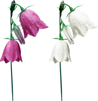 Pink And White Bellflower Images PNG images