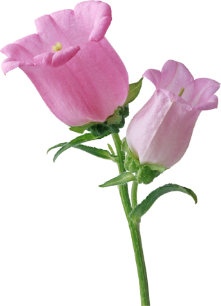 Pink Single Bellflower Transparent PNG images