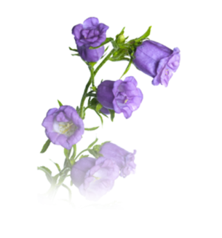 Purple Branch Bellflower PNG images