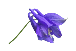 Purple Morning Glory Flower PNG images