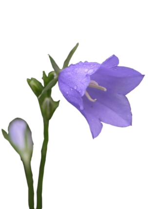 Single Bellflower, Campanula Png PNG images