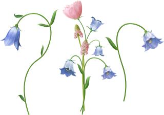 Transparent Bellflower, Tree, Branch, Nature PNG images