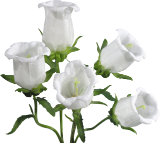 White Bellflower Clipart Dove Free Clip Art PNG images