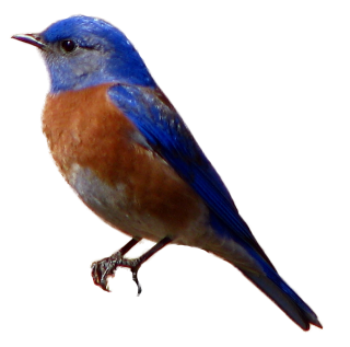 Avian, Western Blue Bird PNG images