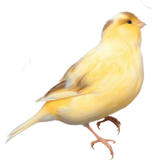 Image PNG Birds Transparent PNG images