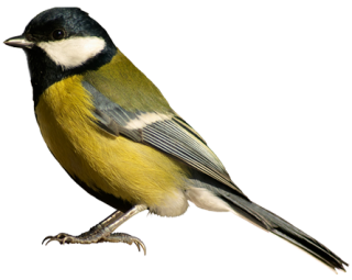 Bird PNG transparent image download, size: 900x572px