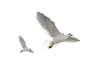 Bird PNG transparent image download, size: 900x572px