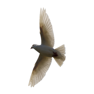 Flying Bird Transparent Background PNG images