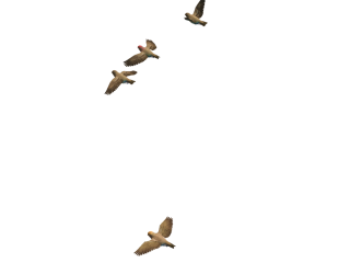 Flying Birds PNG images