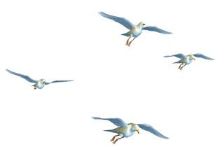 Flying Birds PNG Transparent Background, Free Download #3494 - FreeIconsPNG