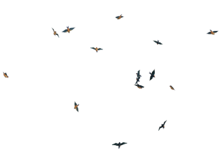 Flying Birds Png Image PNG images