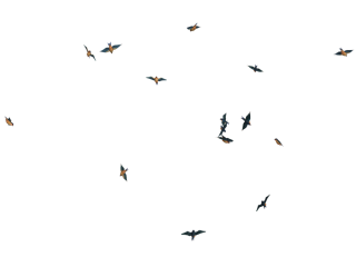 Flying Bird Background png download - 600*450 - Free Transparent Pterodactyl  png Download. - CleanPNG / KissPNG