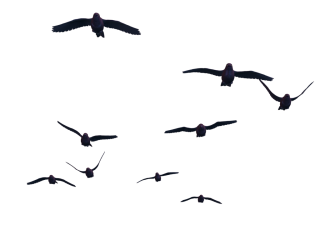 Birds PNG, Birds Transparent Background - FreeIconsPNG