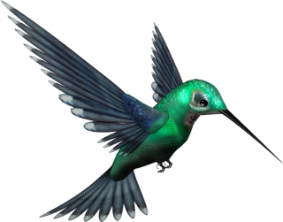 Green Humming Bird PNG PNG images