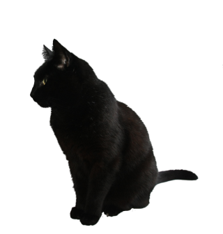 PNG Black Cat Free Download PNG images