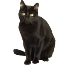 High Resolution Black Cat Png Clipart PNG images